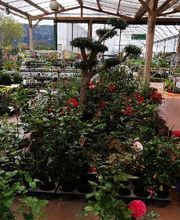 Villaverde Rocchietta Jardinerie Animalerie Le Beausset image 4