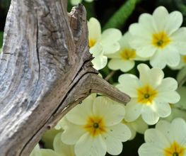 Gartenbau Hölzli AG Bild 8