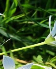 Barbara Rossi Consulente Certificata Fiori di Bach BFRP e Fiori Australiani ABFE immagine 14