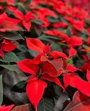 Garten & Floristik Prifling Bild 10