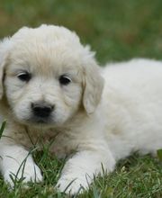 Elevage du Domaine de Stan image 4