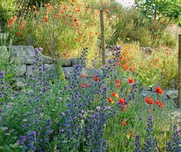 Wildblumendienst Bild 5