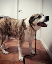 Arca Veterinaria imagen 12