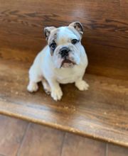 Heartland Animal Hospital image 10