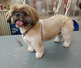 Lady Chiens image 6