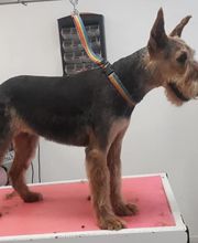 Toutou Tip Top image 1