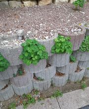 Pflanzsteine und Trockenmauer