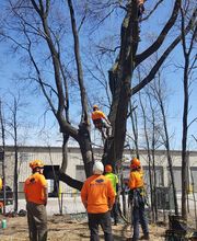 SavATree - Tree Service & Lawn Care image 17