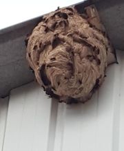 Garcia Manuel image 4