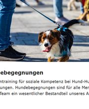 Sundogs Hundeschule Bild 5