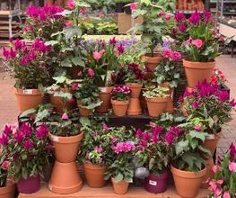 Intratuin Weert planten