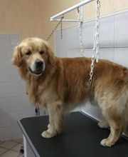 Toilettage 14 image 6