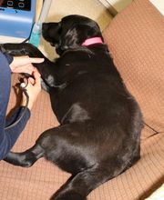 Skippack Animal Hospital image 9