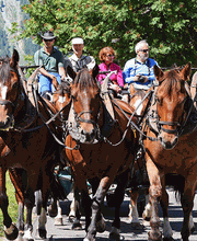 Clalüna-Sils Kutschenfahrten Bild 1