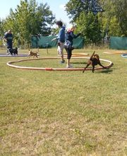 Hundeschule Mosig Bild 7