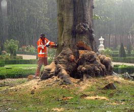 Boomverzorging Bouwmeester