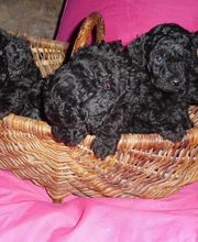 Pension De La Rosée Du Soleil image 19