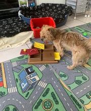 Hundebetreuung Oldies but Goldies Bild 3