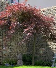 Amsler Gartenbau GmbH Bild 10