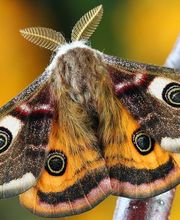 Mottenbekämpfung - Mr. Motte - Schädlingsbekämpfung - Hamburg