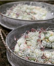 Gärtnerei und Blumengeschäft Sommer Bild 2