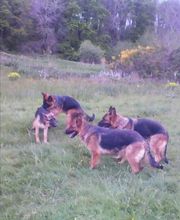 Guiberteau Jean-Pierre image 3