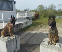 Antho Educanine image 17