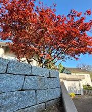 Frey Gartenbau GmbH & Co. KG Bild 6