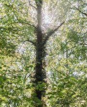 Durch die Baumkronen scheint das Licht im FriedWald Ostheide.