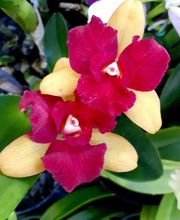 Odom's Orchids Inc image 11
