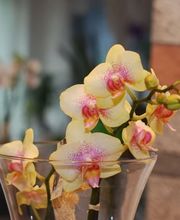 Bullo Luca Fiori Bild 14