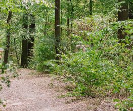 Die Hauptwege durch den FriedWald Schönebeck sind gut begehbar.