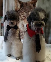 Le Salon des Stars image 11