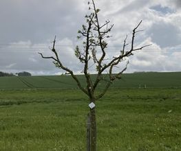 BAUMWART KRAMER Bild 2