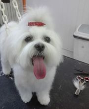 Botitou Toilettage image 11