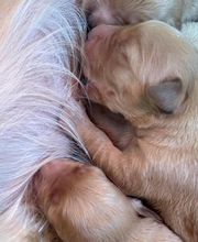 La Pouponnerie image 9