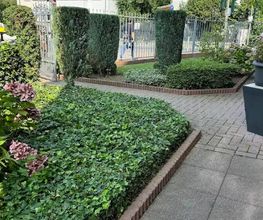 Daily Gartenpflege Bild 15
