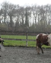 Les Sabots de Villecartier image 17