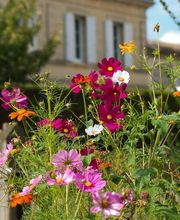 Château Camille GAUCHERAUD - GFA des BARRIERES image 6