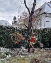 Urban Münchner Baumpflege GmbH Bild 16
