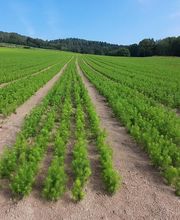 PÉPINIÈRES PRIMARD image 2