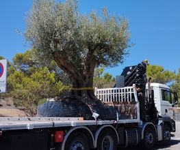 Borgna & Fils - TRANSPORTS image 1