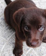 Kleintierpraxis Gerliswil AG Bild 4