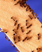 Fleetwood Pest Control image 16