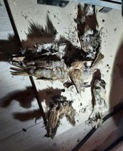 Boissonnade et Fils Ramonage image 13