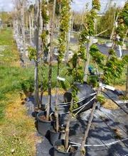 Kienzle Garten GmbH Bild 6