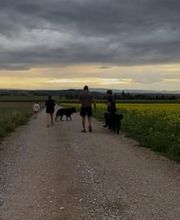 Murmure canin image 2