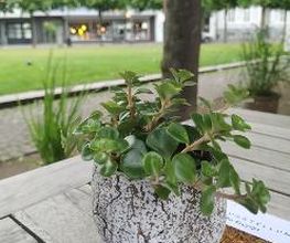 Cafe RinNes Bild 11