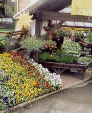 Büchner Gärtnerei und Blumengeschäft Bild 2