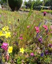 Staudengärtnerei David Müller Bild 18